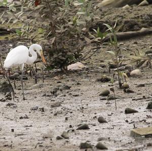 Great Egret