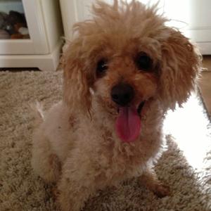 Poodle (Miniature)