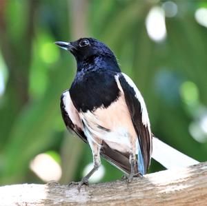 Oriental Magpie-robin