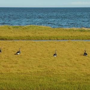 Greylag Goose