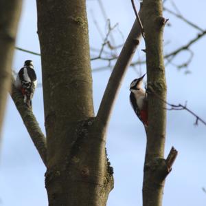 Great Spotted Woodpecker