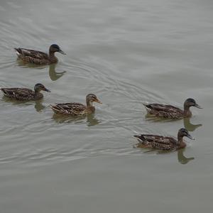 Mallard