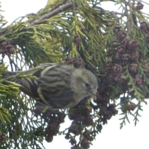 Eurasian Siskin