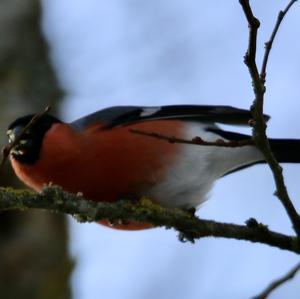 Eurasian Bullfinch