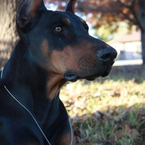 Doberman Pinscher