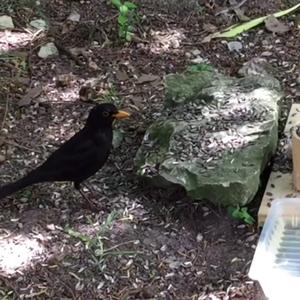 Eurasian Blackbird