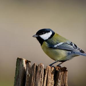 Great Tit