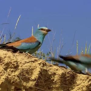 European Roller