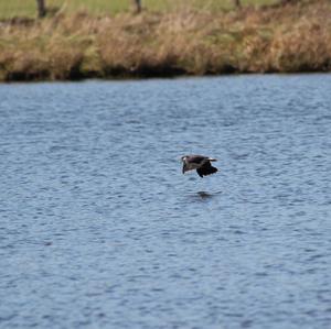 Northern Lapwing