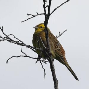 Yellowhammer