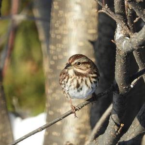 Song Sparrow