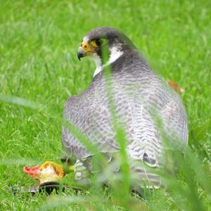 Peregrine Falcon