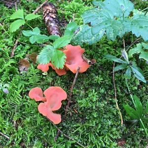 Orange Peel Fungus