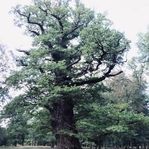 Pedunculate Oak