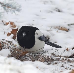 Black-billed Magpie