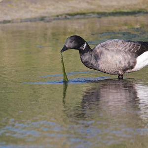 Brent Goose