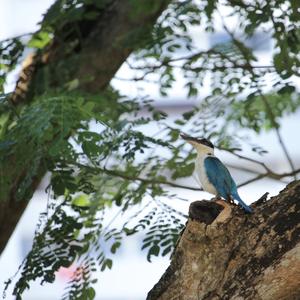 Collared Kingfisher