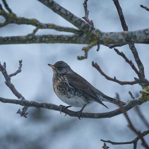 Fieldfare