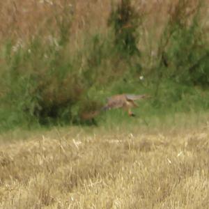 Common Kestrel