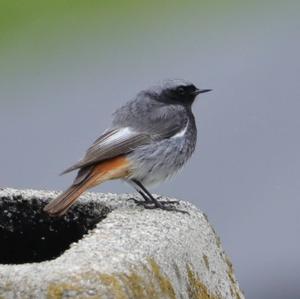 Black Redstart