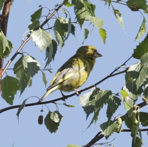 European Greenfinch