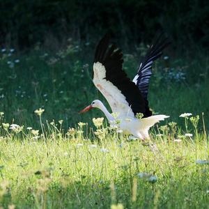 White Stork