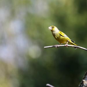 European Greenfinch