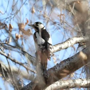 Great Spotted Woodpecker