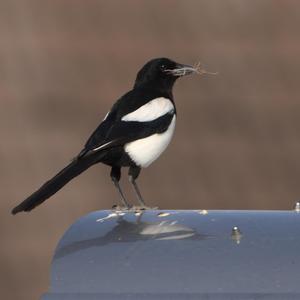 Black-billed Magpie