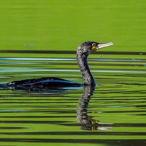 Great Cormorant