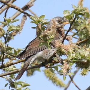 Fieldfare