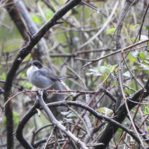 Sardinian Warbler