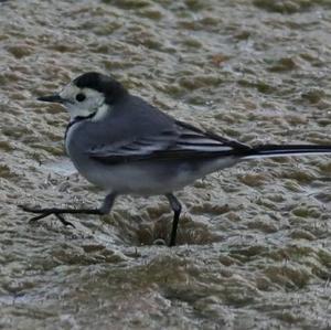 White Wagtail