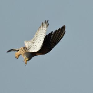 Common Kestrel