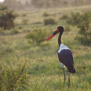 Saddle-billed Stork