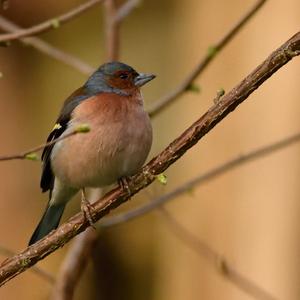 Eurasian Chaffinch