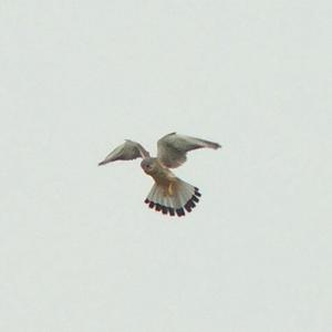 Common Kestrel