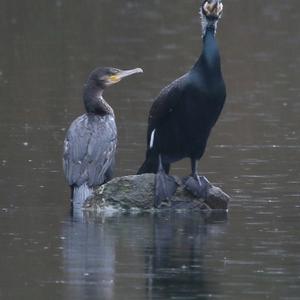 Great Cormorant