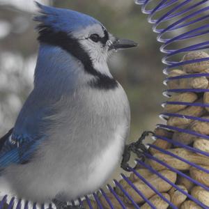 Blue Jay