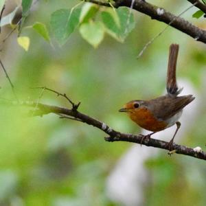 European Robin