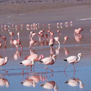 Andean Flamingo