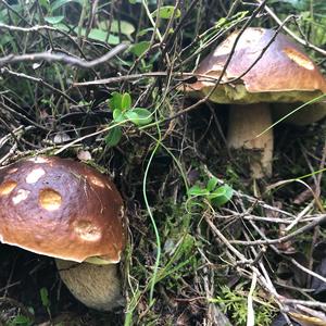 King Bolete