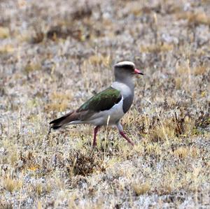 Andean Lapwing