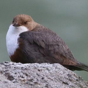 White-throated Dipper