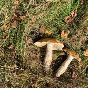 Orange Birch Bolete