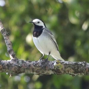 White Wagtail