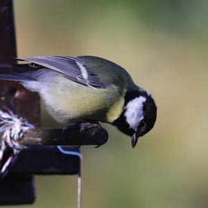 Great Tit