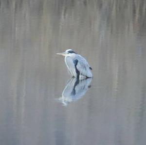 Grey Heron