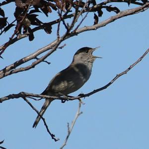 Blackcap