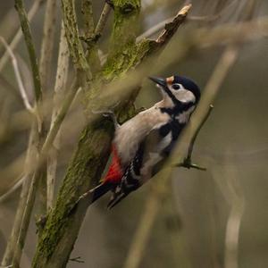 Great Spotted Woodpecker